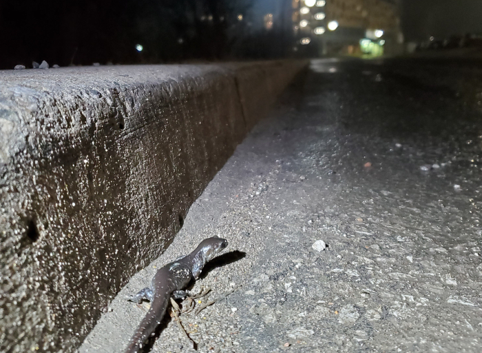 Salamander beside curb at night on Gzowski Way.