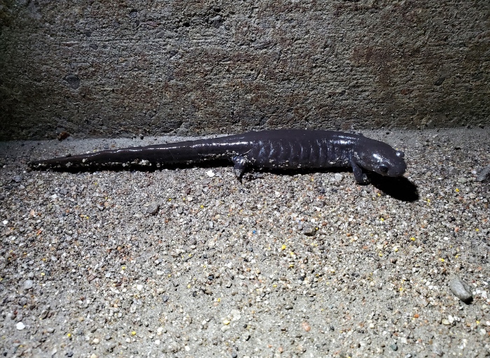 Salamander beside curb.
