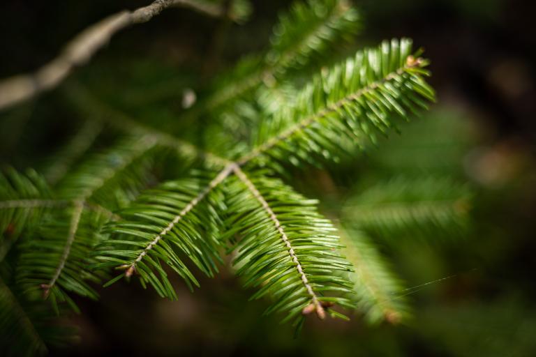 A close up of a balsam fir